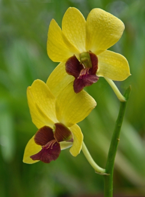 A Yellow Orchid